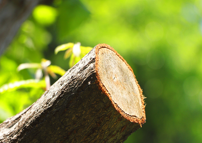 植木伐採